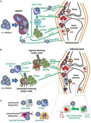 Frontiers | Harnessing Apoptotic Cell Clearance to Treat Autoimmune ...