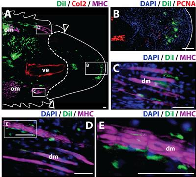 Frontiers | Cartilage and Muscle Cell Fate and Origins during Lizard ...