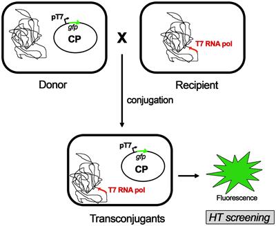 Relaxation reaction of protein TrwC R with different plasmid DNAs