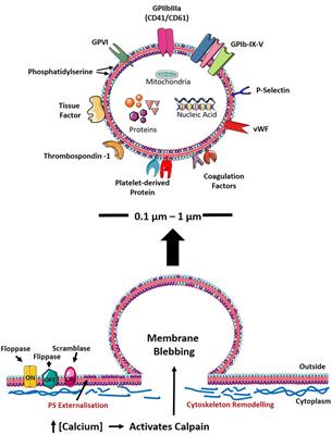 Frontiers | Platelet-Derived Microvesicles in Cardiovascular Diseases