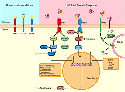 Frontiers | Intestinal Epithelial Cell Endoplasmic Reticulum Stress and ...