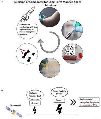 Frontiers | Commentary: Human Pathophysiological Adaptations to the ...