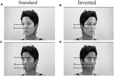 Frontiers | Hemiface Differences in Visual Exploration Patterns When ...