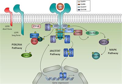 Frontiers | Obesity, Fat Mass and Immune System: Role for Leptin