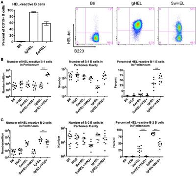 Frontiers | Innate B-1 B Cells Are Not Enriched in Red Blood Cell ...