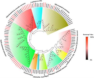 Frontiers | Identification and Expression Patterns of Putative ...