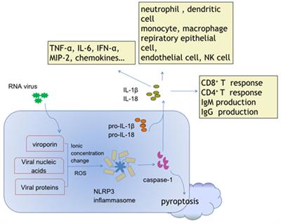 Frontiers | Activation and Role of NACHT, LRR, and PYD Domains ...