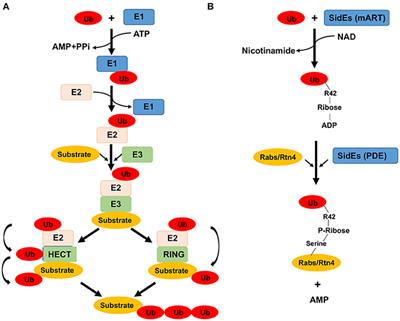 Frontiers | Hijacking of the Host Ubiquitin Network by Legionella ...