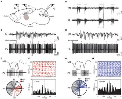 Spatial Distribution of Low- and High-Voltage-Activated Calcium Currents in  Neurons of the Deep Cerebellar Nuclei