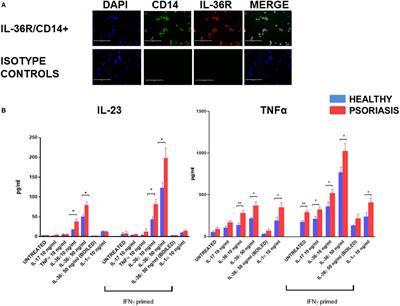 Frontiers Il 36g Is A Strong Inducer Of Il 23 In Psoriatic Cells And Activates Angiogenesis Immunology