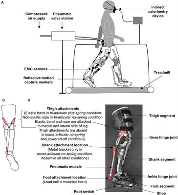 Frontiers | Bi-articular Knee-Ankle-Foot Exoskeleton Produces Higher ...