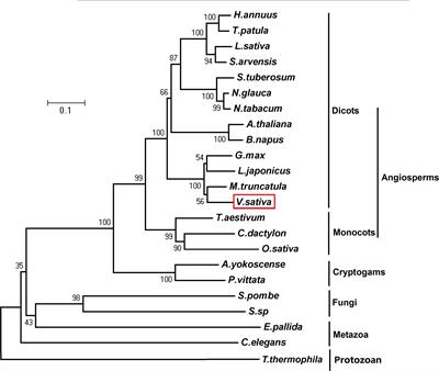 Frontiers Overexpression Of A Functional Vicia Sativa Pcs1 Homolog Increases Cadmium Tolerance And Phytochelatins Synthesis In Arabidopsis Plant Science