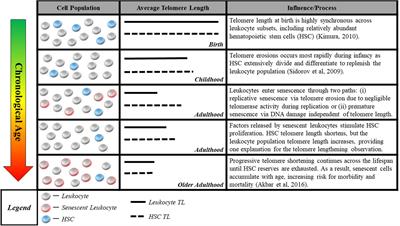 Frontiers Translating Measures Of Biological Aging To Test Effectiveness Of Geroprotective Interventions What Can We Learn From Research On Telomeres Genetics