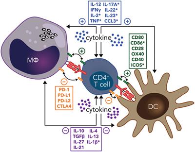 Frontiers | Immune Checkpoint Targets for Host-Directed Therapy to ...