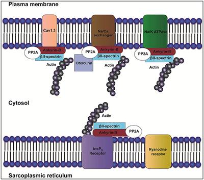 Frontiers | Ankyrins and Spectrins in Cardiovascular Biology and Disease