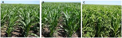 Frontiers | Overlapping Residual Herbicides for Control of Photosystem ...