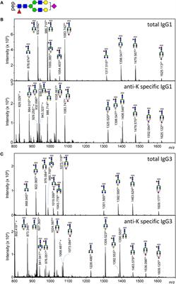 Frontiers Fc Glycosylation In Human Igg1 And Igg3 Is Similar For Both Total And Anti Red Blood Cell Anti K Antibodies Immunology