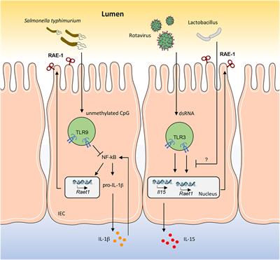 Frontiers | How Mucosal Epithelia Deal with Stress: Role of NKG2D/NKG2D ...