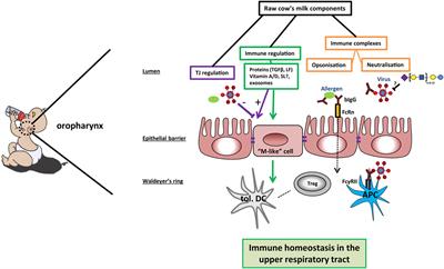 Frontiers | Cow’s Milk and Immune Function in the Respiratory Tract ...