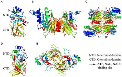 nad structure