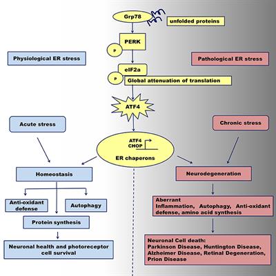 Frontiers | Neurodegeneration: Keeping ATF4 on a Tight Leash