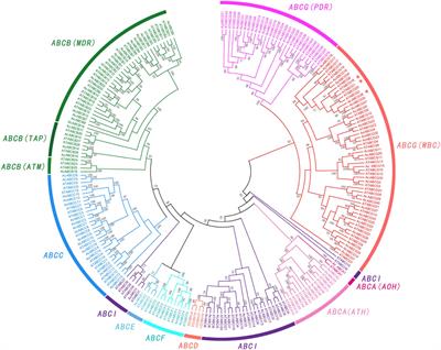 Frontiers | Genome-Wide Identification and Expression Profiling of ATP ...