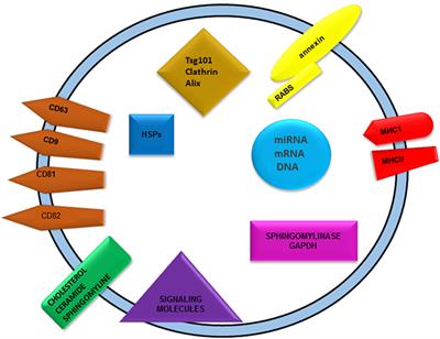 Spi Cam In Wc.Frontiers The Origin And Functions Of Exosomes In Cancer Oncology