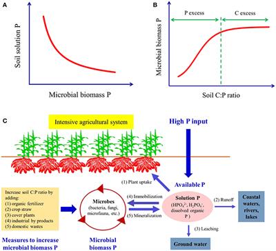 Frontiers | Closing the Loop on Phosphorus Loss from Intensive ...