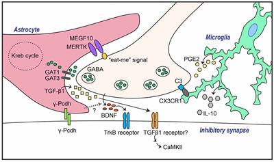 Multiple forms of working memory emerge from synapse–astrocyte interactions  in a neuron–glia network model