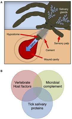 Frontiers A Roadmap For Tick Borne Flavivirus Research In - 