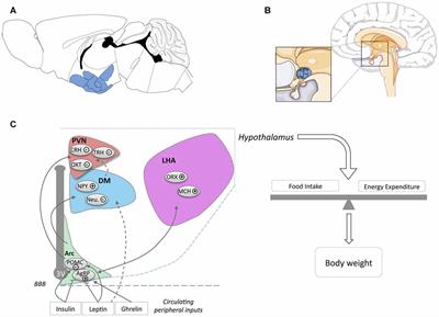 Frontiers | Hypothalamic Alterations in Neurodegenerative Diseases and ...