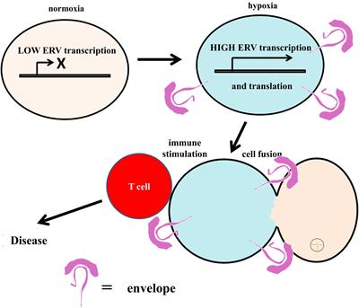 Evolutionary analysis of endogenous intronic retroviruses in primates  reveals an enrichment in transcription binding sites associated with key  regulatory processes [PeerJ]