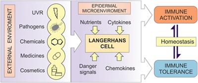 Frontiers Langerhans Cells Programmed By The Epidermis Immunology