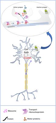 Frontiers | G Protein-Coupled Receptors As Regulators of Localized ...