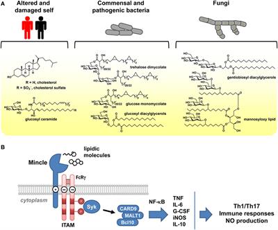 Frontiers | Sensing Lipids with Mincle: Structure and Function