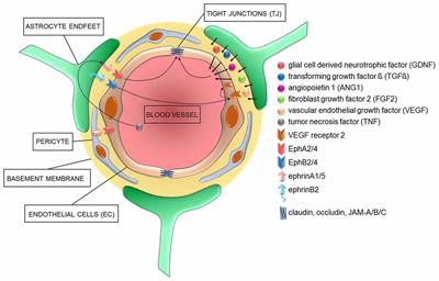 Frontiers | The Blood-Brain Barrier and the EphR/Ephrin System ...