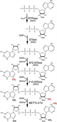 2′-O methylation of the viral mRNA cap evades host restriction by IFIT  family members