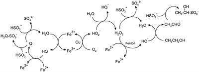 On the Origin of Free and Bound Staling Aldehydes in Beer