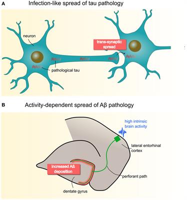 Frontiers | Perspectives on How Human Simultaneous Multi-Modal Imaging ...