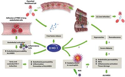 Frontiers Could Heme Oxygenase 1 Be A New Target For Therapeutic