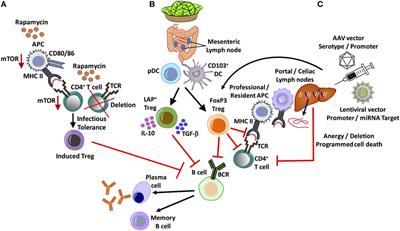 Frontiers | Innovative Approaches for Immune Tolerance to Factor VIII ...