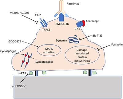 Frontiers | Molecular Mechanisms of Proteinuria in Focal Segmental ...