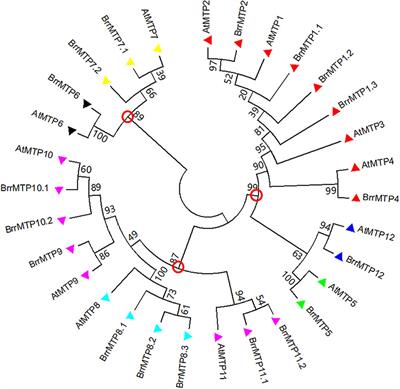 Frontiers Genome Wide Identification And Comprehensive Analyses Of