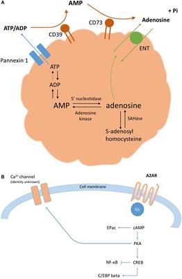 Frontiers | Adenosine A2A Receptor Signaling in the Immunopathogenesis ...