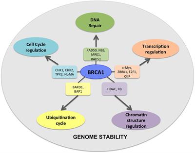 Effects of BRCA2 cis-regulation in normal breast and cancer risk amongst  BRCA2 mutation carriers, Breast Cancer Research