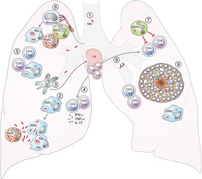 Frontiers | Next-Generation Vaccines Based on Bacille Calmette–Guérin