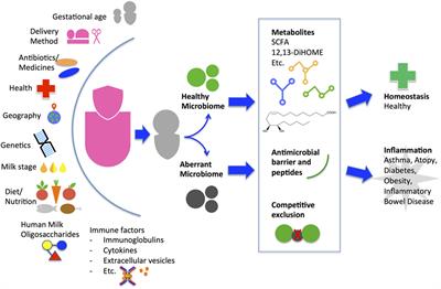 composition breast of milk Development Motherâ€™s Contribution Purposeful Infant  the the A Milk:  Microbiota to Frontiers of