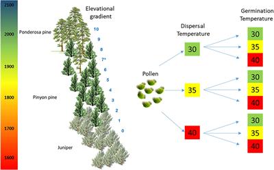 Frontiers | Higher Temperature at Lower Elevation Sites Fails to ...