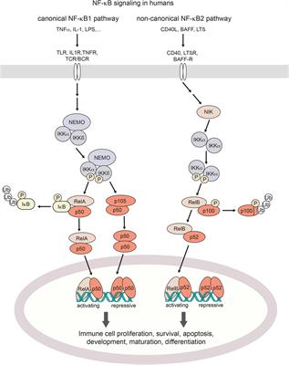 radius Fredag Ødelægge Frontiers | Human NF-κB1 Haploinsufficiency and Epstein–Barr Virus-Induced  Disease—Molecular Mechanisms and Consequences