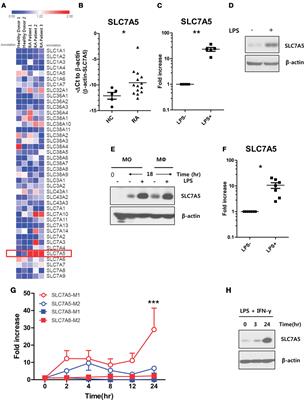 Frontiers | Role of SLC7A5 in Metabolic Reprogramming of Human Monocyte ...